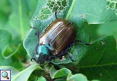 Kleiner Julikäfer (Margined Vine Chafer, Anomala dubia)