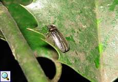 Männlicher Kleiner Leuchtkäfer (Glow-worm, Lamprohiza splendidula)