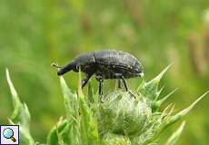 Kratzdistelrüssler (Larinus turbinatus)