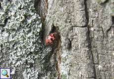 Kugeliger Marienkäfer (Lady Beetle, Oenopia conglobata)