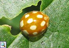 Licht-Marienkäfer (Ladybird, Calvia decemguttata)