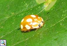 Licht-Marienkäfer (Ladybird, Calvia decemguttata)