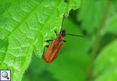 Weiblicher Orangefarbener Feuerkäfer (Scarce Cardinal Beetle, Schizotus pectinicornis)