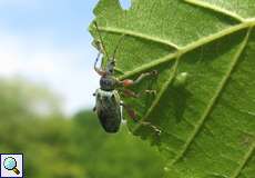 Phyllobius glaucus