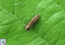 Agrilus sp.