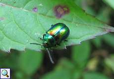 Prächtiger Blattkäfer (Dead-nettle Leaf Beetle, Chrysolina fastuosa)