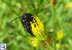 Weiblicher Rainfarn-Blattkäfer (Leaf Beetle, Galeruca tanaceti) bei der Eiablage