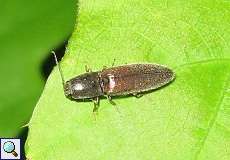 Rotbauchiger Laubschnellkäfer (Click Beetle, Athous haemorrhoidalis)