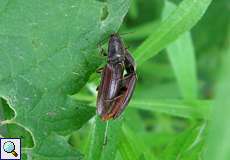 Rotbauchiger Laubschnellkäfer (Click Beetle, Athous haemorrhoidalis)