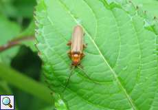 Roter Fliegenkäfer (Soldier Beetle, Cantharis rufa)