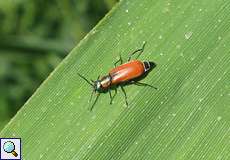 Weiblicher Roter Zipfelkäfer (Melyrid Beetle, Anthocomus rufus)