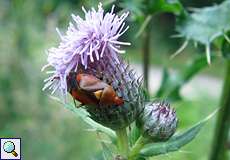 Rote Weichwanze (Red-spotted Plant Bug, Deraeocoris ruber)