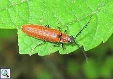Rotflügeliger Hakenhals-Schnellkäfer (Click Beetle, Denticollis rubens)