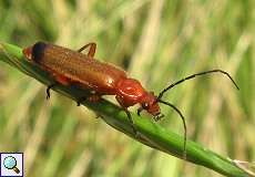 Rotgelber Weichkäfer (Soldier Beetle, Rhagonycha fulva)