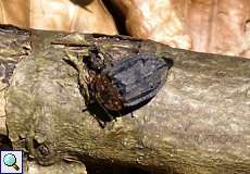 Rothalsige Silphe (Red-breasted Carrion Beetle, Oiceoptoma thoracica)