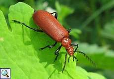 Rotköpfiger Feuerkäfer (Red-headed Cardinal Beetle, Pyrochroa serraticornis)