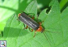 Rotschwarzer Weichkäfer (Soldier Beetle, Cantharis pellucida)