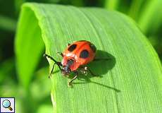 Scharlachroter Stäublingskäfer (False Ladybird, Endomychus coccineus)