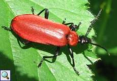 Männlicher Scharlachroter Feuerkäfer (Cardinal Beetle, Pyrochroa coccinea)