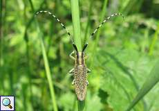 Scheckhorn-Distelbock (Golden-bloomed Grey Longhorn, Agapanthia villosoviridescens)