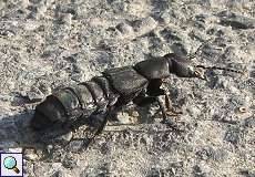 Schwarzer Moderkäfer (Devil's Choach-horse Beetle, Ocypus olens)