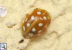 Sechzehnfleckiger Marienkäfer (Orange Ladybird, Halyzia sedecimguttata)