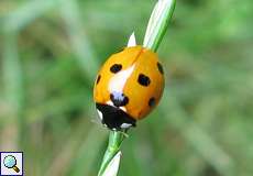 Siebenpunkt-Marienkäfer (Seven-spot Ladybird, Coccinella septempunctata)