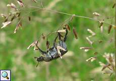 Silbriger Purzelkäfer (Hoplia philanthus)