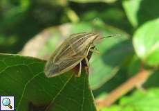 Spitzling (Bishop's Mitre Bug, Aelia acuminata)