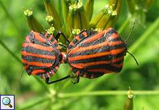 Zwei Streifenwanzen bei der Paarung (Striped Shieldbug, Graphosoma italicum)