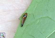 Stumpfer Schnellräuber (Rove Beetle, Tachyporus obtusus)