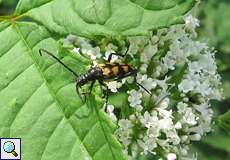 Vierbindiger Schmalbock (Four-banded Longhorn Beetle, Leptura quadrifasciata)