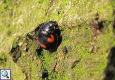 Vierfleckiger Kugelmarienkäfer (Pine Ladybird, Exochomus quadripustulatus)