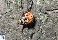Vierpunkt-Marienkäfer (Cream-streaked Ladybird, Harmonia quadripunctata)