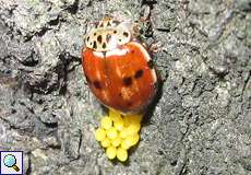 Vierpunkt-Marienkäfer (Cream-streaked Ladybird, Harmonia quadripunctata) bei der Eiablage