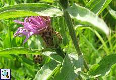 Vierpunktige Zierwanze (Plant Bug, Adelphocoris quadripunctatus)