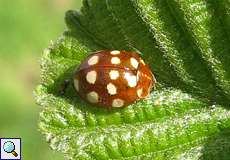 Vierzehntropfiger Marienkäfer (Cream-spotted Lady Beetle, Calvia quatuordecimguttata)