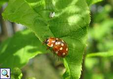 Vierzehntropfiger Marienkäfer (Cream-spotted Lady Beetle, Calvia quatuordecimguttata)