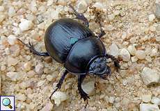 Waldmistkäfer (Dor Beetle, Anoplotrupes stercorosus)