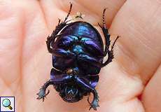Waldmistkäfer (Dor Beetle, Anoplotrupes stercorosus)