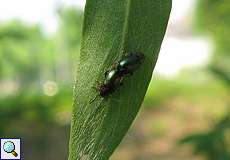 Weiden-Erdfloh (Willow Flea Beetle, Crepidodera aurata)