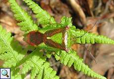 Wipfel-Stachelwanze (Hawthorn Shieldbug, Acanthosoma haemorrhoidale)