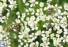Wollkrautblütenkäfer (Varied Carpet Beetle, Anthrenus verbasci)