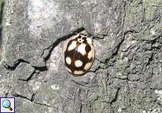 Zehnpunkt-Marienkäfer (10-spot Lady Beetle, Adalia decempunctata), dunkle Form