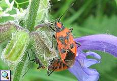 Zimtwanze (Cinnamon Bug, Corizus hyoscyami)