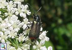 Zweifleckiger Zipfelkäfer (Common Malachite Beetle, Malachius bipustulatus)