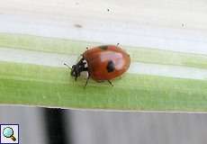 Zweipunkt-Marienkäfer (Two-spotted Lady Beetle, Adalia bipunctata)