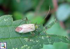 Zweipunktige Wiesenwanze (Potato Mirid, Calocoris norvegicus)