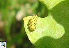 Larve des Zweiundzwanzigpunkt-Marienkäfers (22-spot Ladybird, Psyllobora vigintiduopunctata)