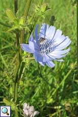 Wegwarte (Cichorium intybus) am Rheinufer Lausward